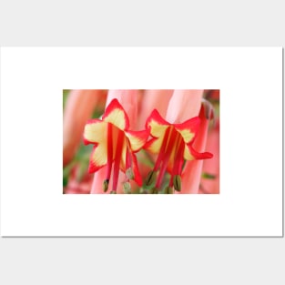 Phygelius × rectus  Somerford Funfair Orange = 'Yapor'  Somerford Funfair Series  Cape fuchsia Posters and Art